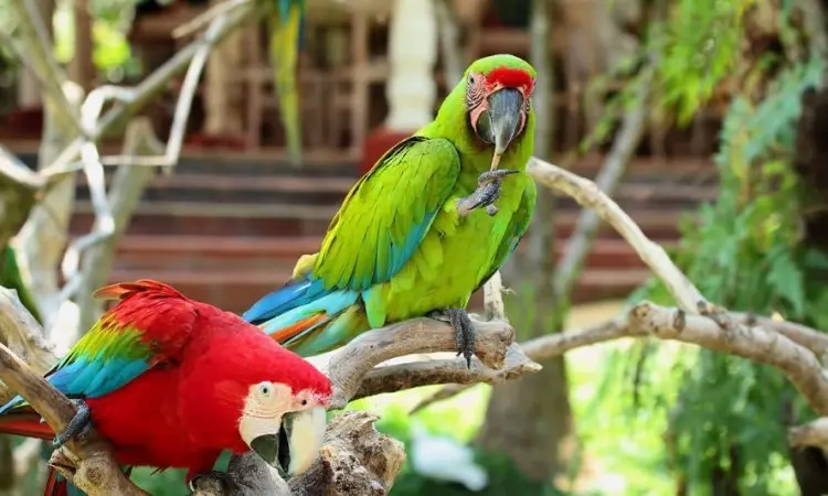 Taman Burung Bali, Menyaksikan Keindahan & Interaksi dengan Burung-Burung Eksotis