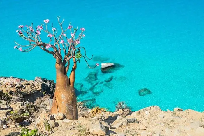 Pulau Socotra, Permata Keanekaragaman Hayati di Laut Arab